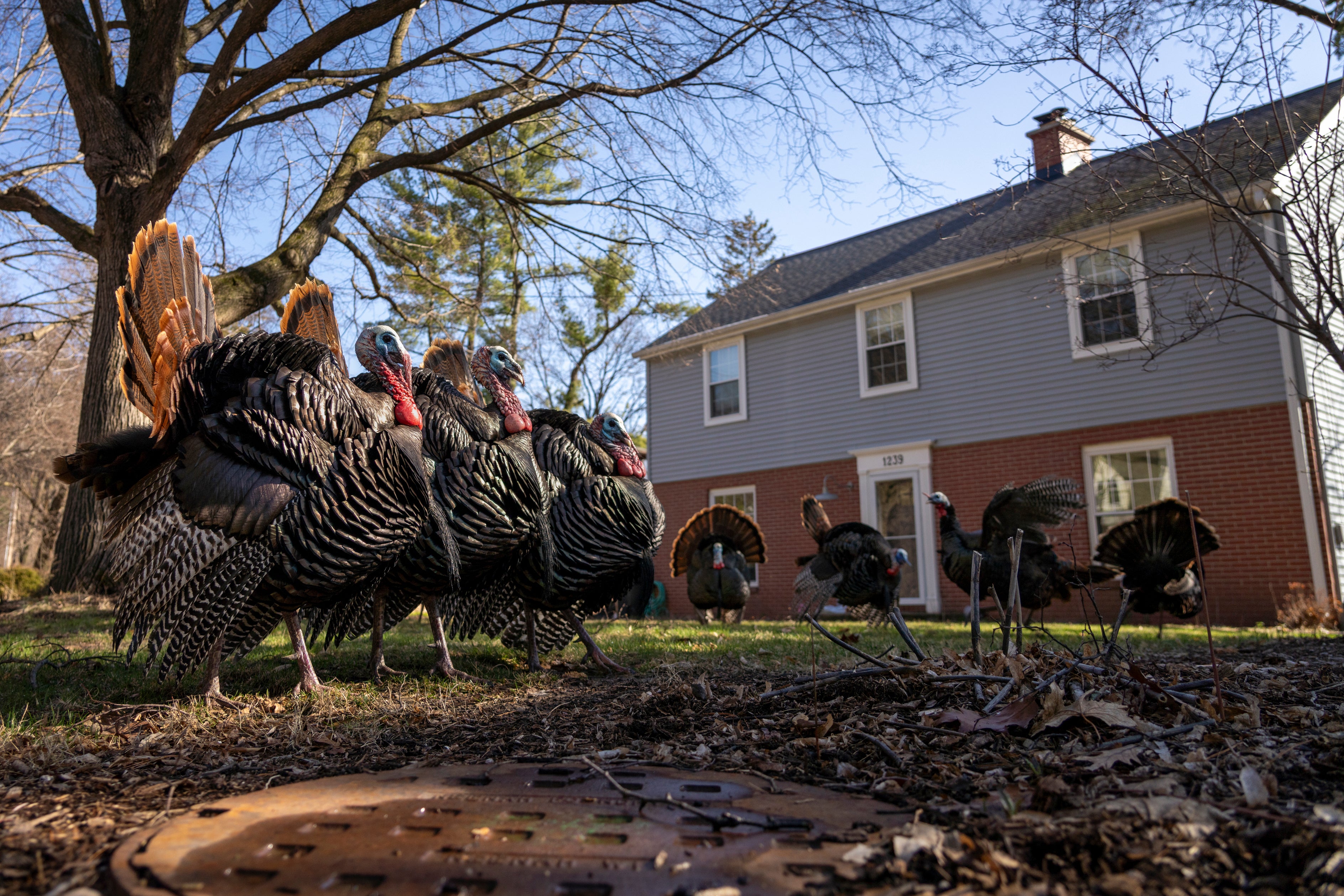 A group of male turkeys, feathers puffed out, walk side by side in a suburban front yard. 